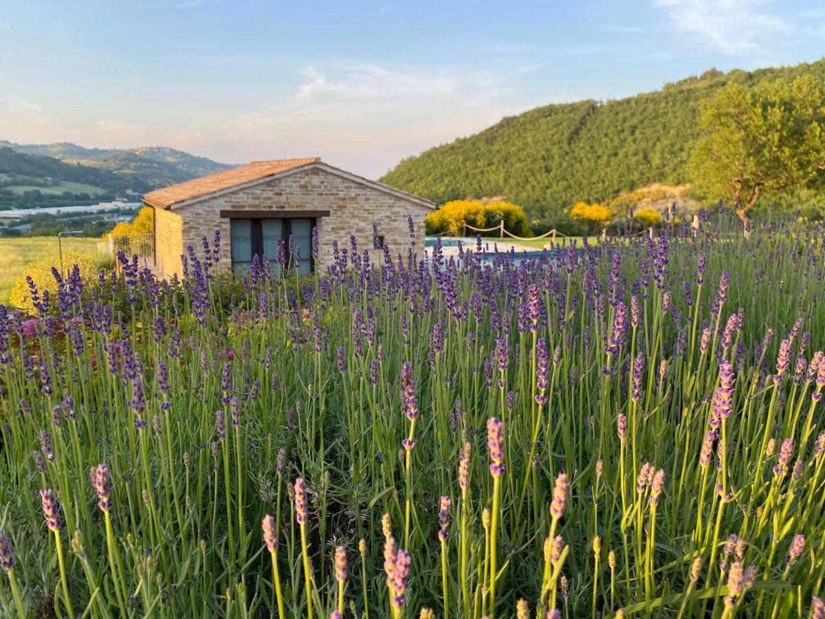 Amico Country House Serra San Quirico Екстериор снимка